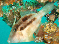 ����ꂽ���H