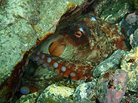 ����ꂽ���H