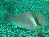 ����ꂽ���H