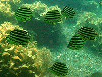 ����ꂽ���H