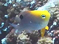 �^���{�b�c�_���[��