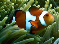 ���������ς��`