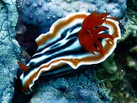 �A�J�N�N�� 