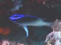 �T���P�� ���s���I