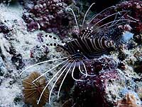 ���������ς��`