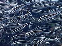 �A�J�N�N�� 