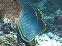 �T���P�� ���s���I