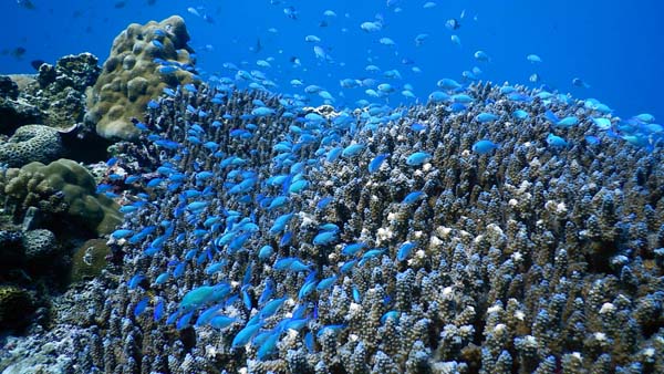 ソラスズメダイ