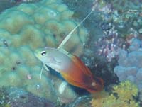 �n�^�^�e�n�[