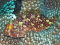 �J�X���t���J�T�S