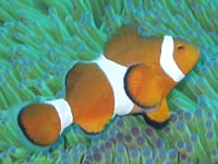 カクレクマノミ