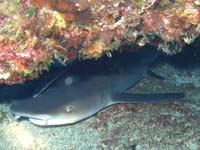 �z���C�g�`�b�v�V���[�N