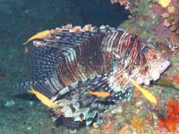 �n�i�~�m�J�T�S