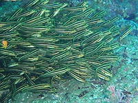 �S���Y�C�̌Q��