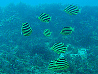 �J�S�J�L�_�C