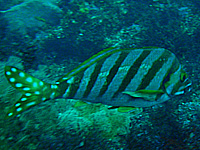 �^�J�m�n�_�C