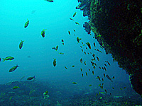 キンギョハナダイの群れ