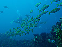 �A�W�̌Q��H