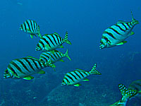 �^�J�m�n�_�C