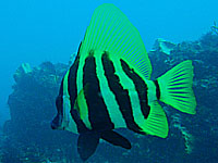 �e���O�_�C