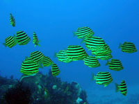 �J�S�J�L�_�C