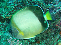 �V���R�_�C�H