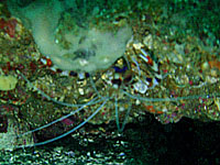 �I�g�q���G�r