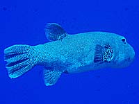 �P�V���E�t�O�H