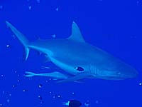 �D�T���@�O���[���[�t�V���[�N