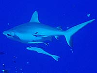 �D�T���@�O���[���[�t�V���[�N