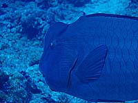 �J�������u�_�C