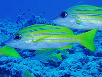 ���X�W�t�G�_�C