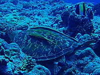 �A�I�E�~�K�����R�o���U��