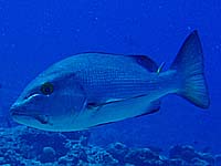 �������t�G�_�C�H