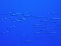 �I�I���J�}�X