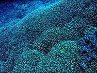 �T���S���Ƃ��Ă����ꂢ�I