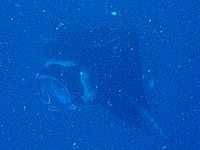 �}���^�̉�]�I