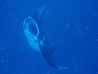 �}���^�̉�]�I