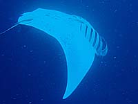 �}���^�̉�]�I