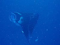 �}���^�̉�]�I