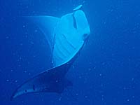 �}���^�̉�]�I