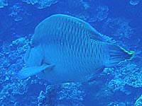 いきなりナポレオン登場!!!