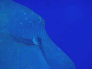 �i�|���I���O���I