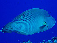 �i�|���I��