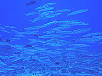 �o���N�[�_