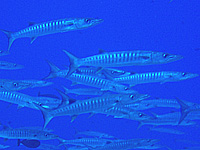 �o���N�[�_