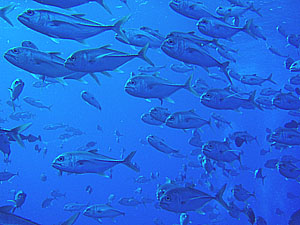 �M���K���A�W