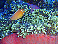 �n�i�r���N�}�m�~