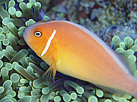 �n�i�r���N�}�m�~