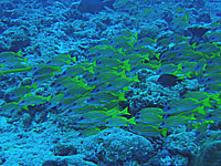 ���X�W�t�G�_�C�̌Q��